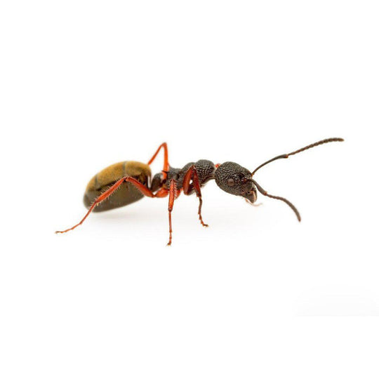 Dolichoderus scabridus Queen Only