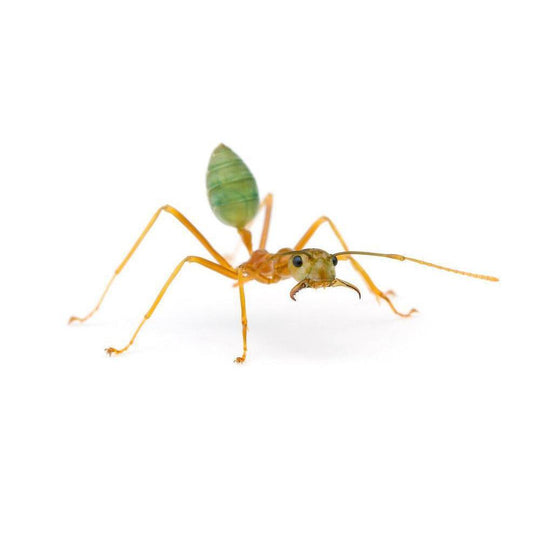 Green Tree Ant / Oecophylla smaragdina Queen + 2 -4 Workers