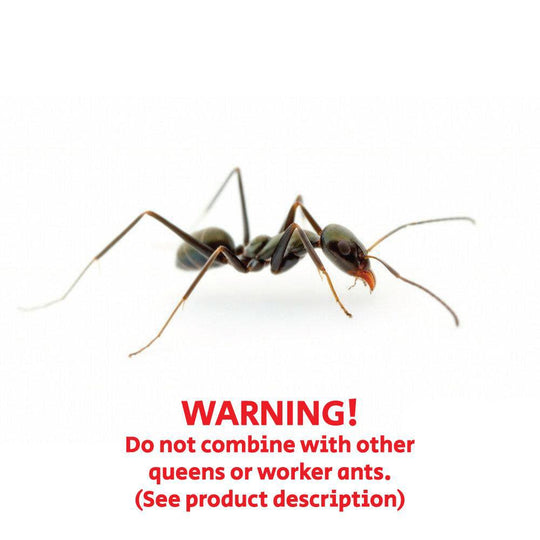 Worker Ants 20-30 / No queen